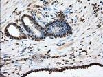 GPI Antibody in Immunohistochemistry (Paraffin) (IHC (P))