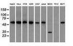 GPI Antibody in Western Blot (WB)