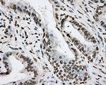 BMAL1 Antibody in Immunohistochemistry (Paraffin) (IHC (P))