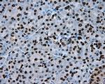 BMAL1 Antibody in Immunohistochemistry (Paraffin) (IHC (P))