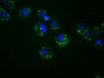 ACSBG1 Antibody in Immunocytochemistry (ICC/IF)