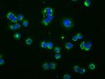 PDE4A Antibody in Immunocytochemistry (ICC/IF)