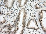 PDE4A Antibody in Immunohistochemistry (Paraffin) (IHC (P))