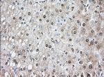 PDE4A Antibody in Immunohistochemistry (Paraffin) (IHC (P))