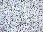 PDE4A Antibody in Immunohistochemistry (Paraffin) (IHC (P))