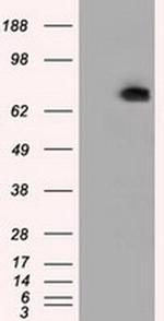 PDE4A Antibody in Western Blot (WB)