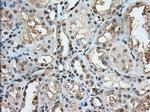 PDE4A Antibody in Immunohistochemistry (Paraffin) (IHC (P))