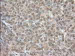 PDE4A Antibody in Immunohistochemistry (Paraffin) (IHC (P))