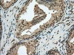 PDE4A Antibody in Immunohistochemistry (Paraffin) (IHC (P))