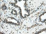 PDE4A Antibody in Immunohistochemistry (Paraffin) (IHC (P))