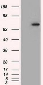 PDE4A Antibody in Western Blot (WB)