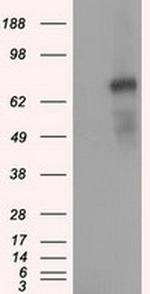 PDE4A Antibody in Western Blot (WB)