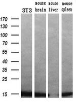 Profilin 1 Antibody in Western Blot (WB)