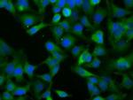 NXNL2 Antibody in Immunocytochemistry (ICC/IF)