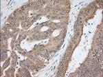 NXNL2 Antibody in Immunohistochemistry (Paraffin) (IHC (P))