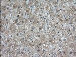 NXNL2 Antibody in Immunohistochemistry (Paraffin) (IHC (P))