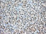 NXNL2 Antibody in Immunohistochemistry (Paraffin) (IHC (P))