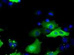 SNX9 Antibody in Immunocytochemistry (ICC/IF)