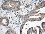 NXNL2 Antibody in Immunohistochemistry (Paraffin) (IHC (P))