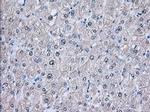 NXNL2 Antibody in Immunohistochemistry (Paraffin) (IHC (P))