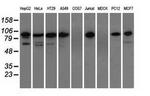 TACC3 Antibody in Western Blot (WB)