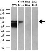 BMAL1 Antibody in Western Blot (WB)