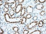 KHK Antibody in Immunohistochemistry (Paraffin) (IHC (P))