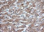 KHK Antibody in Immunohistochemistry (Paraffin) (IHC (P))