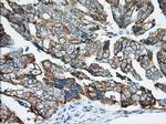 KHK Antibody in Immunohistochemistry (Paraffin) (IHC (P))