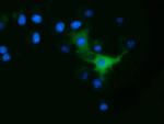 ODC1 Antibody in Immunocytochemistry (ICC/IF)