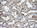 USP5 Antibody in Immunohistochemistry (Paraffin) (IHC (P))