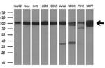 USP5 Antibody in Western Blot (WB)