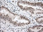 USP5 Antibody in Immunohistochemistry (Paraffin) (IHC (P))