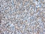 USP5 Antibody in Immunohistochemistry (Paraffin) (IHC (P))