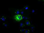 MPP3 Antibody in Immunocytochemistry (ICC/IF)