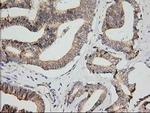 MPP3 Antibody in Immunohistochemistry (Paraffin) (IHC (P))