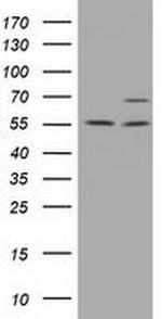 MPP3 Antibody in Western Blot (WB)