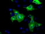 GRASP65 Antibody in Immunocytochemistry (ICC/IF)