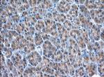 GRASP65 Antibody in Immunohistochemistry (Paraffin) (IHC (P))