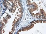 GRASP65 Antibody in Immunohistochemistry (Paraffin) (IHC (P))