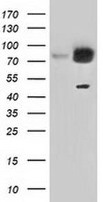 GRASP65 Antibody in Western Blot (WB)