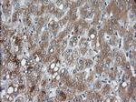 PANK2 Antibody in Immunohistochemistry (Paraffin) (IHC (P))