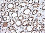 Thromboxane synthase Antibody in Immunohistochemistry (Paraffin) (IHC (P))