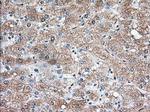 Thromboxane synthase Antibody in Immunohistochemistry (Paraffin) (IHC (P))