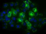 Thromboxane synthase Antibody in Immunocytochemistry (ICC/IF)