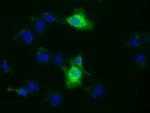 XPNPEP1 Antibody in Immunocytochemistry (ICC/IF)