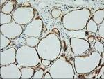 XPNPEP1 Antibody in Immunohistochemistry (Paraffin) (IHC (P))