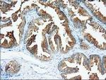 XPNPEP1 Antibody in Immunohistochemistry (Paraffin) (IHC (P))