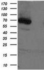 XPNPEP1 Antibody in Western Blot (WB)