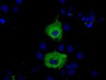 MIOX Antibody in Immunocytochemistry (ICC/IF)